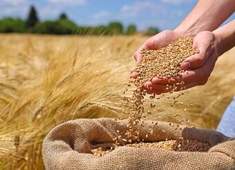 خرید ۱۰ میلیون تن گندم از کشاورزان مشروط بر اصلاح قیمت
