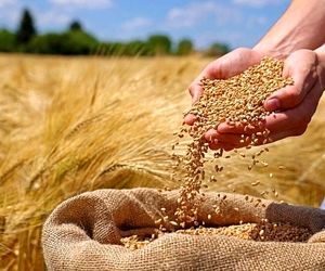کشاورزان در بلاتکلیفی / قیمت خرید تضمینی گندم کی اعلام می‌شود؟
