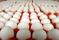 قیمت تخم‌مرغ دوباره بالا رفت/ تخم مرغ شانه‌ای چند؟
