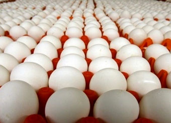 قیمت تخم‌مرغ دوباره بالا رفت/ تخم مرغ شانه‌ای چند؟
