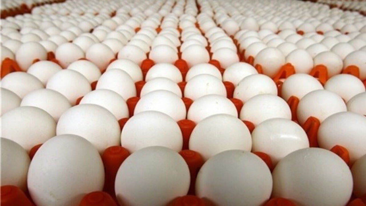 قیمت تخم‌مرغ دوباره بالا رفت/ تخم مرغ شانه‌ای چند؟
