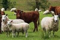 قیمت جدید دام زنده برای امروز دوشنبه ۱۹ آبان ۱۴۰۴ اعلام شد+ جدول
