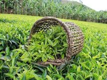 افزایش ۷۲ درصدی قیمت برگ سبز چای در سال جاری
