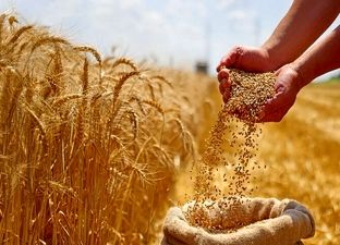 اصلاح قیمت گندم به کجا رسید؟ / کشاورزان منتظر تصمیم نهایی
