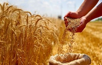 اصلاح قیمت گندم به کجا رسید؟ / کشاورزان منتظر تصمیم نهایی
