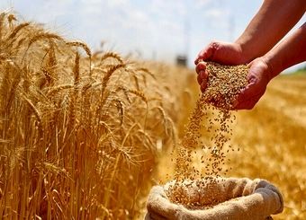 اصلاح قیمت گندم به کجا رسید؟ / کشاورزان منتظر تصمیم نهایی
