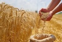 اصلاح قیمت گندم به کجا رسید؟ / کشاورزان منتظر تصمیم نهایی
