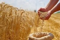 اصلاح قیمت گندم به کجا رسید؟ / کشاورزان منتظر تصمیم نهایی
