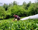زلزله در بازار / چای ارزان می‌شود؟

