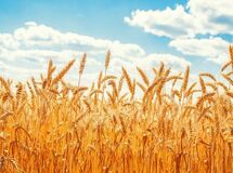 خرید تضمینی گندم بین ۴۷۵۰۰ تا ۴۹۵۰۰ تومان تعیین شد
