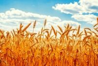 خرید تضمینی گندم بین ۴۷۵۰۰ تا ۴۹۵۰۰ تومان تعیین شد
