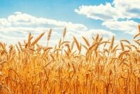 خرید تضمینی گندم بین ۴۷۵۰۰ تا ۴۹۵۰۰ تومان تعیین شد
