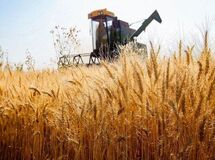 آیا دولت به جای افزایش قیمت گندم، قرار است یارانه بدهد؟
