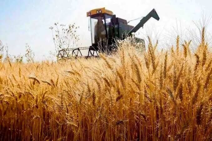 واردات گندم از سر گرفته شد؛ قیمت‌ها پایین می‌آید؟