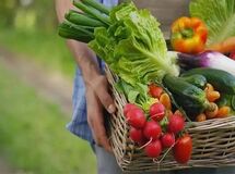 جهان برای تامین امنیت غذایی چاره‌ای جز پذیرش تراریخته‌ها ندارد
