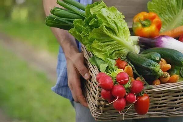 جهان برای تامین امنیت غذایی چاره‌ای جز پذیرش تراریخته‌ها ندارد
