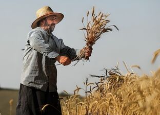۷۰ هزار میلیارد تومان طلب گندمکاران تا پایان مهر واریز می‌شود
