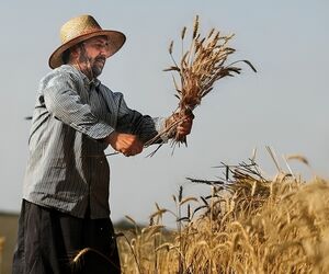 ۷۰ هزار میلیارد تومان طلب گندمکاران تا پایان مهر واریز می‌شود