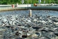 سهم تحقیقات شیلاتی در امنیت غذایی افزایش یافت
