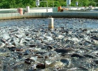 سهم تحقیقات شیلاتی در امنیت غذایی افزایش یافت
