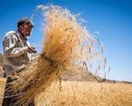 خبر بد برای گندمکاران/ نرخ پیشنهادی برای هر کیلوگرم گندم رد شد
