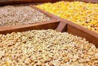 عرضه بیش از ۶۰۰ هزار تن نهاده دامی در بازارگاه
