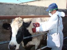 هیئت وزیران، تعرفه جدید خدمات دامپزشکی بخش دولتی را تصویب کرد
