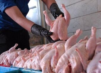 جهش هزینه تولید مرغ پس از حذف ارز ترجیحی؛ گرانی ۴ برابری نهاده ها