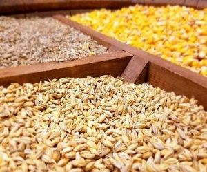 بحران نهاده‌های دامی و سکوت دولت در برابر انحصارگران