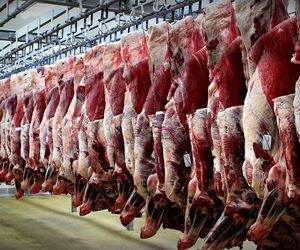 افزایش ۲۸ درصدی تولید گوشت قرمز/ تهران قطب اصلی تولید گوشت کشور
