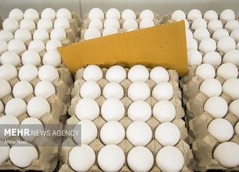 صعود قیمت تخم‌مرغ به ۵۰ هزار تومان