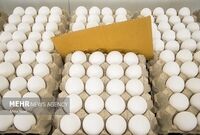 صعود قیمت تخم‌مرغ به ۵۰ هزار تومان