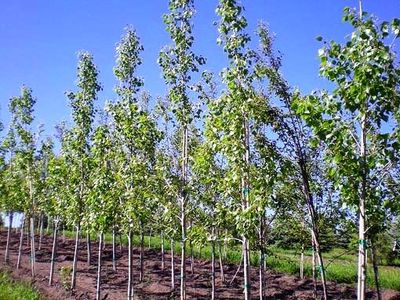 دومیلیون هکتار از اراضی بیابانی، جنگل دست کاشت شد