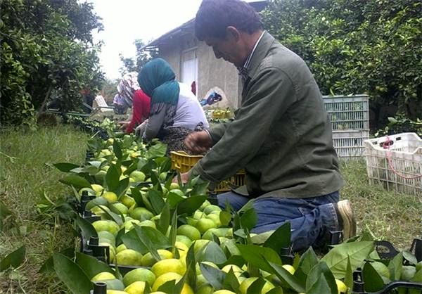 میوه‌های لوکس تایلندی در بازار!/ به دولت گفتیم امسال تولیدمان زیاد است، نمی‌دانم چرا وارد می‌کنند!