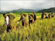 بانک کشاورزی اسناد مالکیت مزرعه را به عنوان وثیقه از کشاورز قبول نمی‌کند!