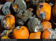 مشکل فاسد شدن پرتقال‌ها از تنظیم بازار نبود، مردم پول نداشتند پرتقال بخرند!