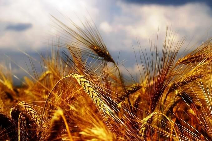 سیر خرید تضمینی گندم از سوی دولت به روایت نمودار