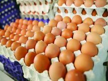 دلیل گرانی تخم مرغ در روزهای اخیر/ کاهش 40 درصدی صادرات تخم مرغ
