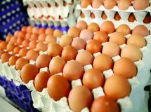 دلیل گرانی تخم مرغ در روزهای اخیر/ کاهش 40 درصدی صادرات تخم مرغ