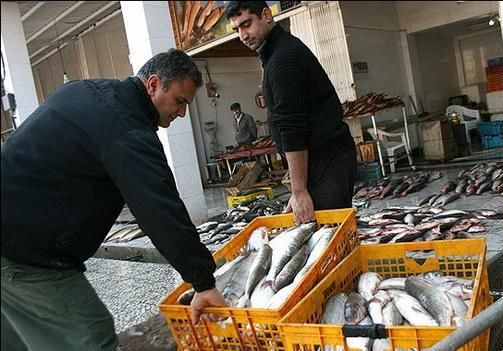 قیمت مرغ 200 و ماهی 3000 تومان گرانتر شد/ کاهش 40 درصدی تولید ماهی قزل آلا