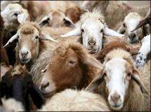 کشت فراسرزمینی بلاروس ظرفیت خوبی برای صادرات ایران دارد