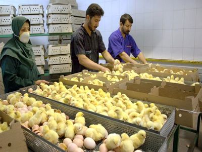 نمایندگان مجلس از ما جوجه می‌خواهند
