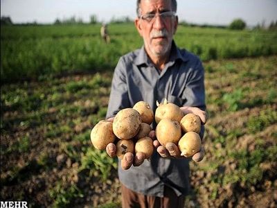 سیب زمینی در میدان میوه و تره بار عرضه نمی‌شود/ قیمت سیب زمینی به 5 هزار تومان رسید/ دلالان سیب زمینی را به قیمت ناچیز از کشاورز می‌خرند و صادر می‌کنند