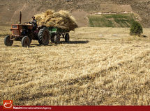هیچ کشاورزی از نرخ 1600 تومانی خرید گندم راضی نیست/ معلوم نیست عباس کشاورز اطلاعاتش را از کجا می‌آورده؟/ چند روز آینده گوشت هم گران می‌شود