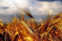 تمهیدات دولت برای خرید تضمینی گندم در سال98 اعلام شد