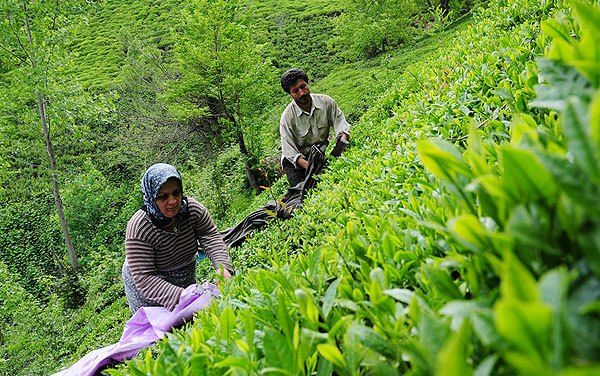 ایران پنجمین واردکننده چای در جهان شد+ جدول