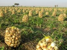 قیمت 5 هزار تومانی پیاز در تهران عجیب است/ محصولمان روی دستمان مانده است، وزارت جهاد کشاورزی کاری نمیکند