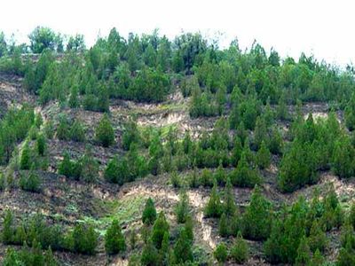 یک میلیون هکتار از جنگل های هیرکانی مدیریت حفاظتی می شود