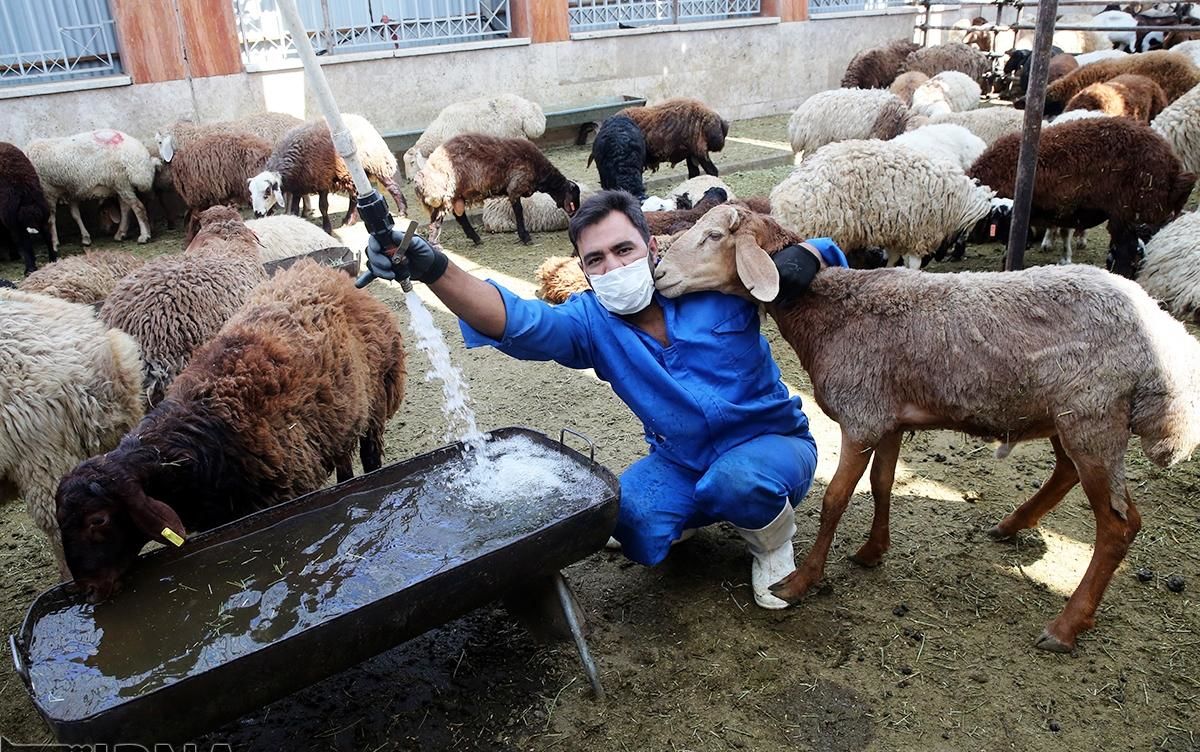 رشد 22 تا 27 درصدی تعداد دام زنده کشور + جدول