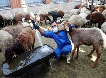 رشد 22 تا 27 درصدی تعداد دام زنده کشور + جدول